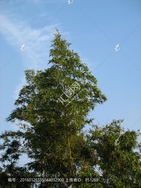 竹林高處