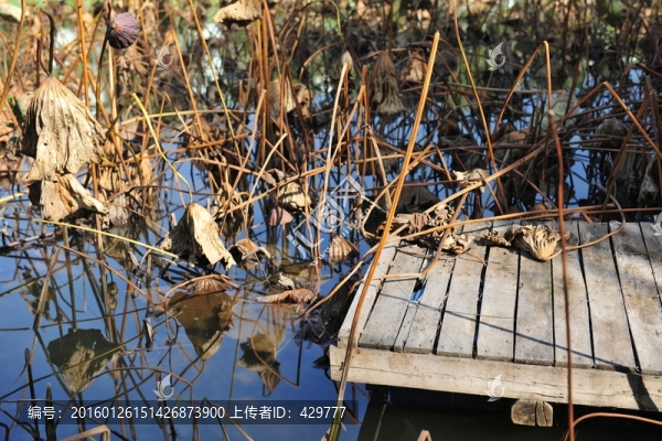 荷花池