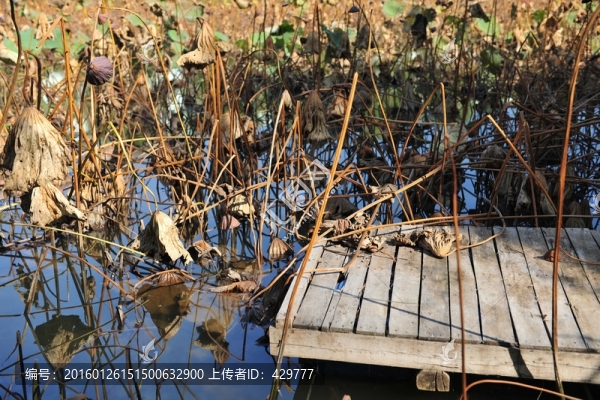 荷花池