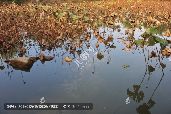 荷花池