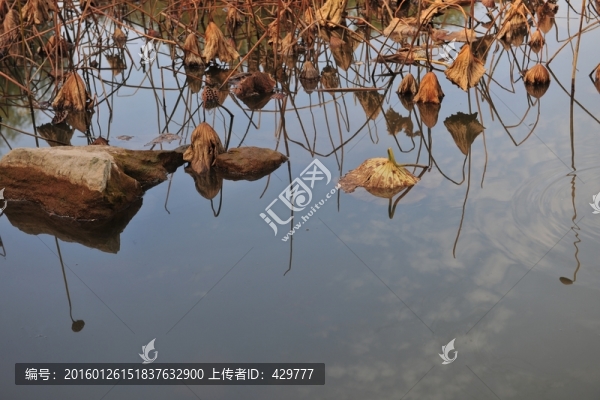 荷花池