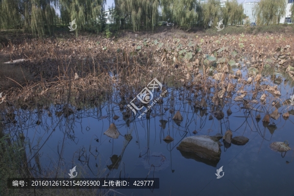 冬天的荷塘