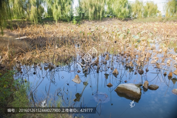 荷花池,荷花園,水塘