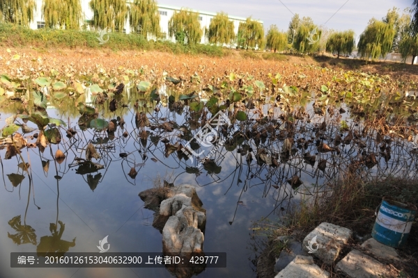 荷花園