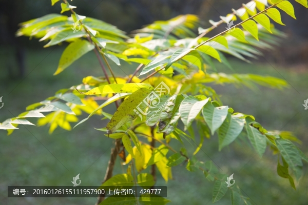 小樹,樹葉