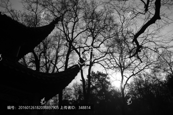 樹林