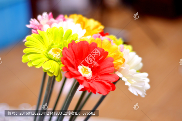小菊花