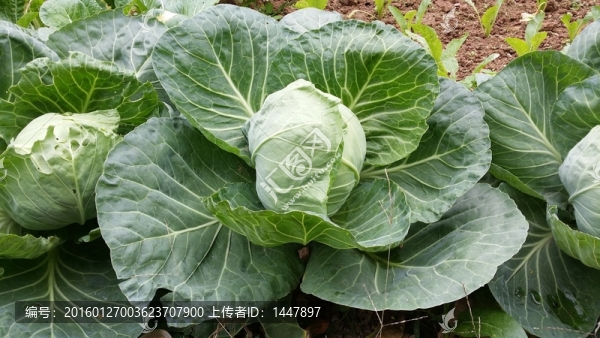 包菜