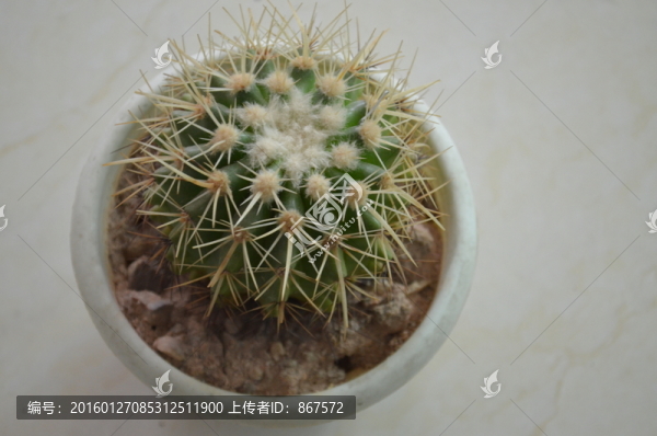 仙人掌