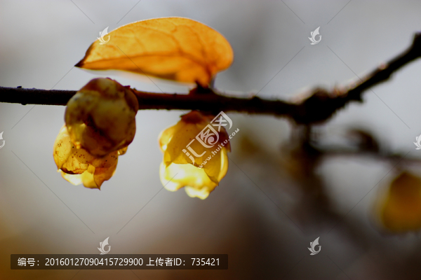 臘梅花