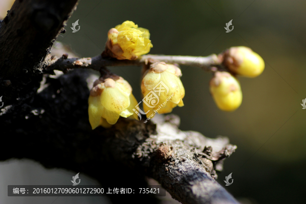 臘梅花