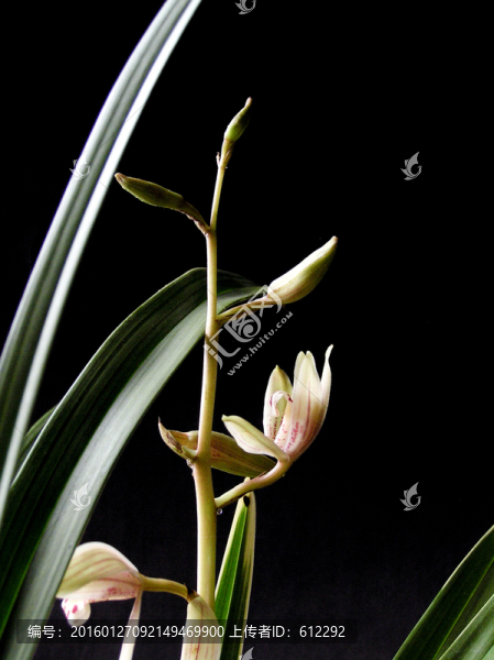 蘭,蘭花