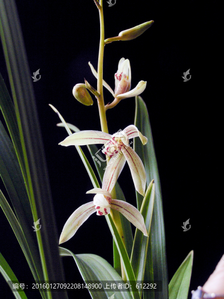蘭草,蘭花