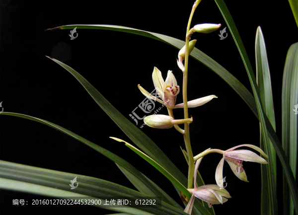 蘭花