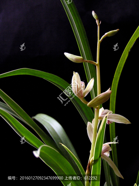 蘭花,蘭草
