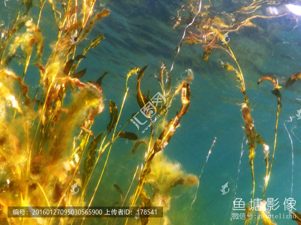水下風(fēng)光