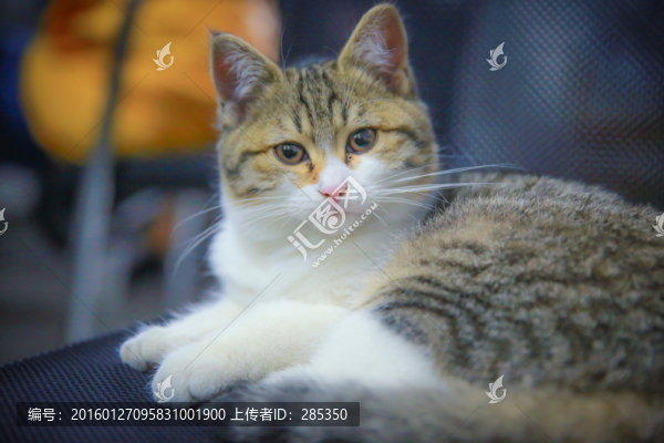 貓