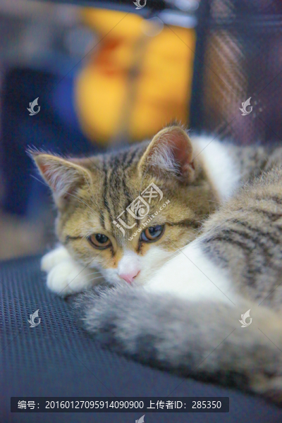 貓