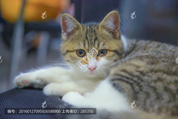 貓