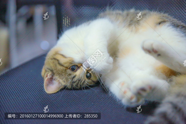 玩耍的貓