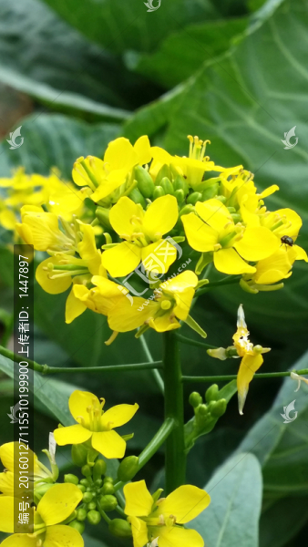 菜花