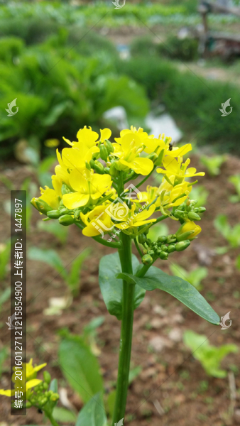 菜花