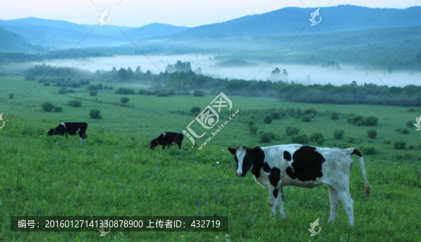 清晨放牧牛群