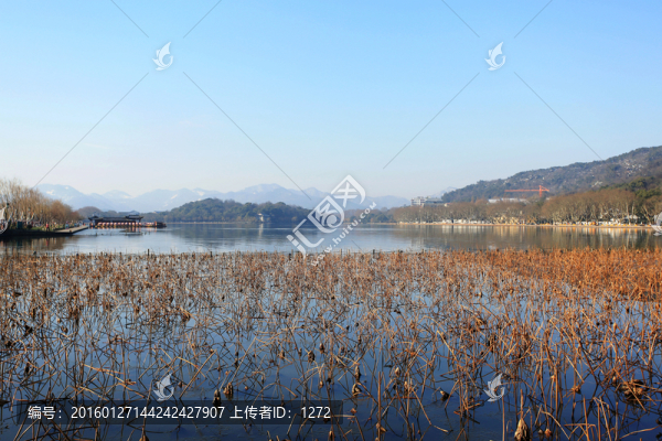 西湖殘荷