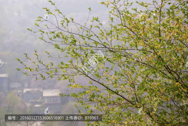 榆樹樹枝