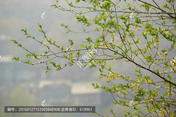 榆樹樹枝
