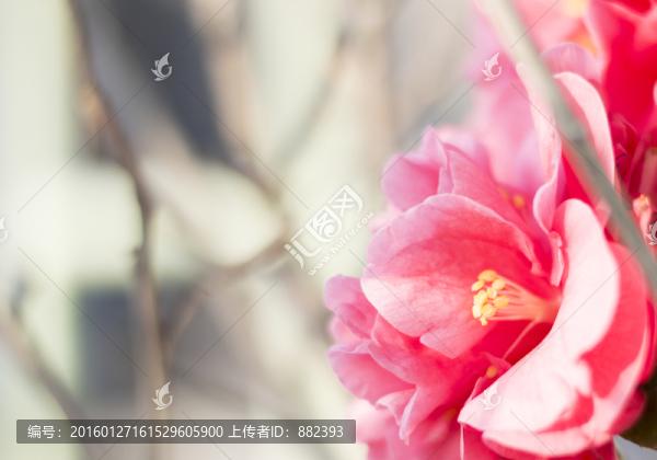 綻放的茶花