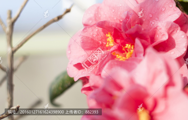 掛滿露珠的茶花