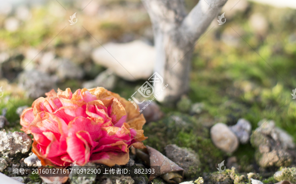 化作春泥更護(hù)花
