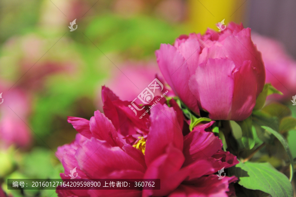 牡丹花