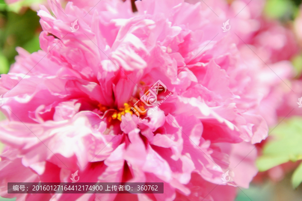 牡丹花