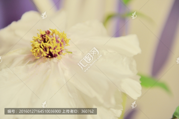 白牡丹