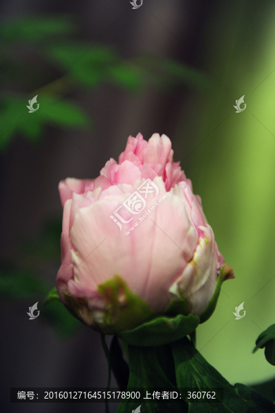 花苞
