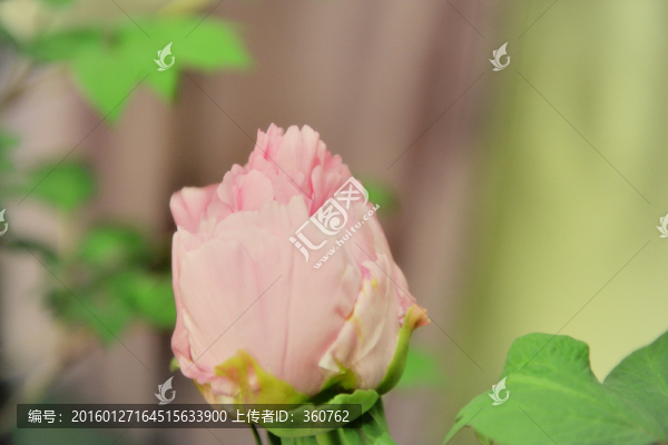 花苞
