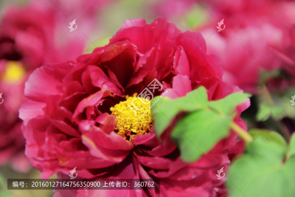 紅牡丹