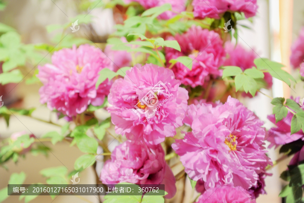 牡丹花開