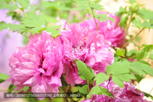 牡丹花開(kāi)