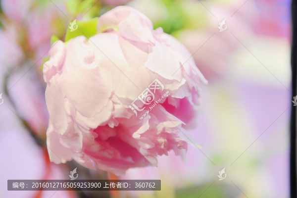 牡丹花