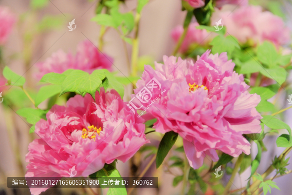 牡丹花