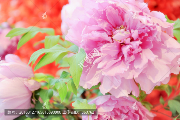 牡丹花開