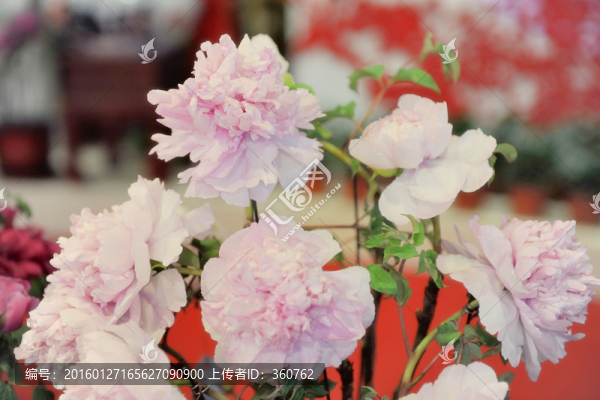 牡丹花開