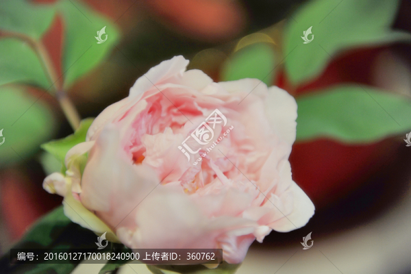 牡丹花