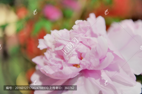 牡丹花