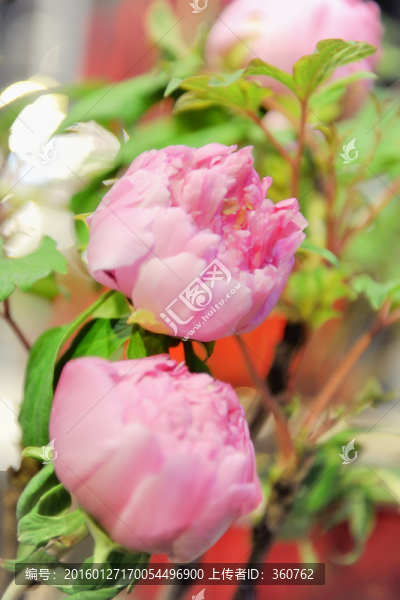 牡丹花