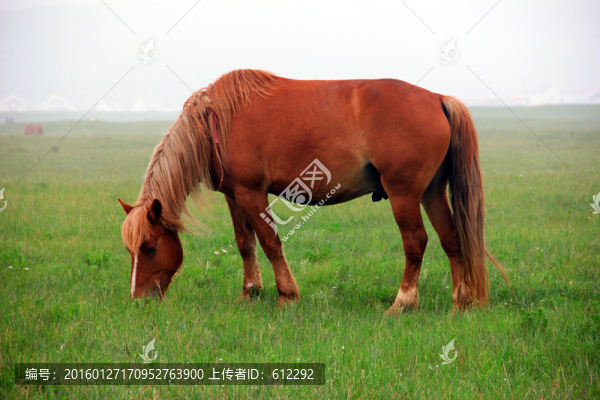 馬