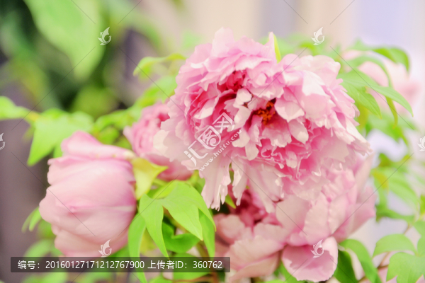 牡丹花